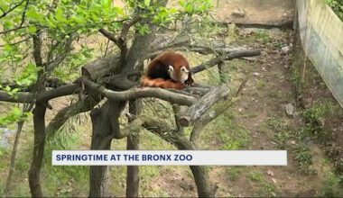 News 12 | Bronx | Pandas And Rhinos And Tigers Oh My All Aboard The Bronx Zoo Monorail