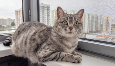 Yahoo lifestyle home