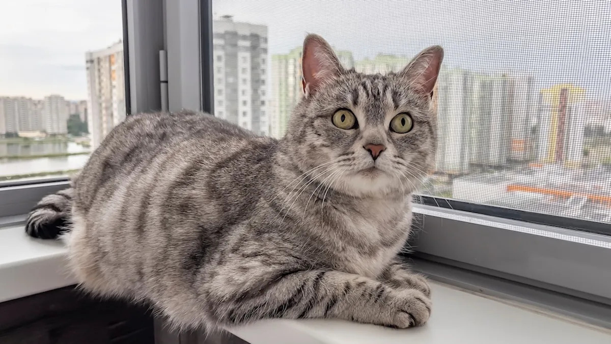 Yahoo lifestyle home