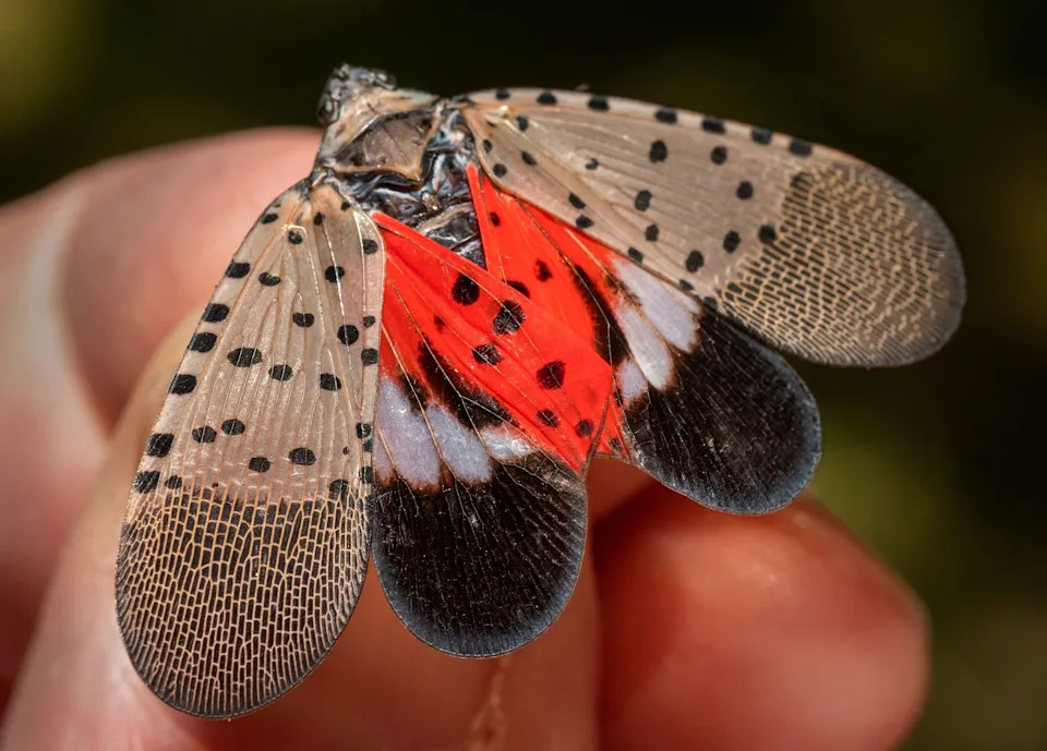 Vince Burkle, of the Indiana Department of Natural Resources, holds an adult spotted lanternfly found in Huntington, Indiana.