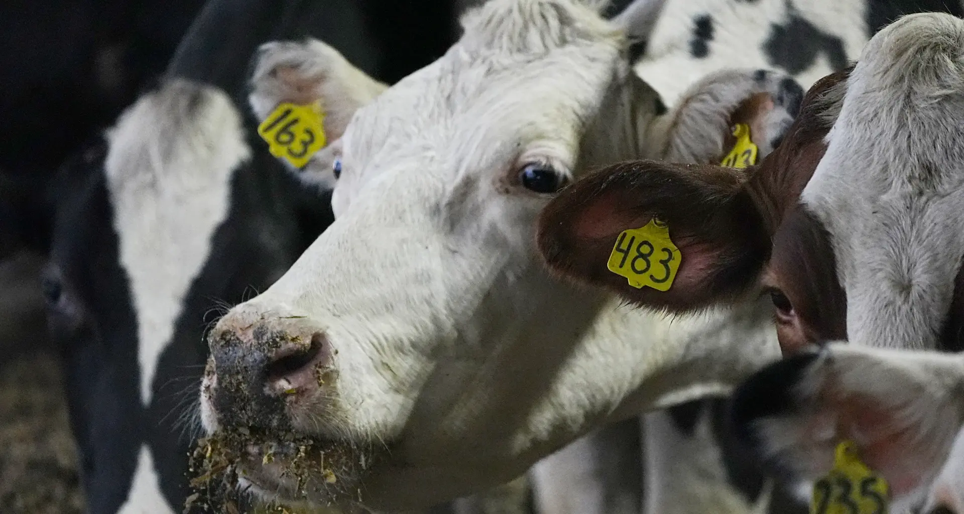 New York farmers AI data