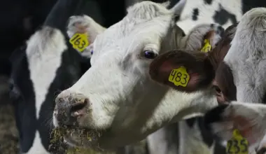 New York farmers AI data