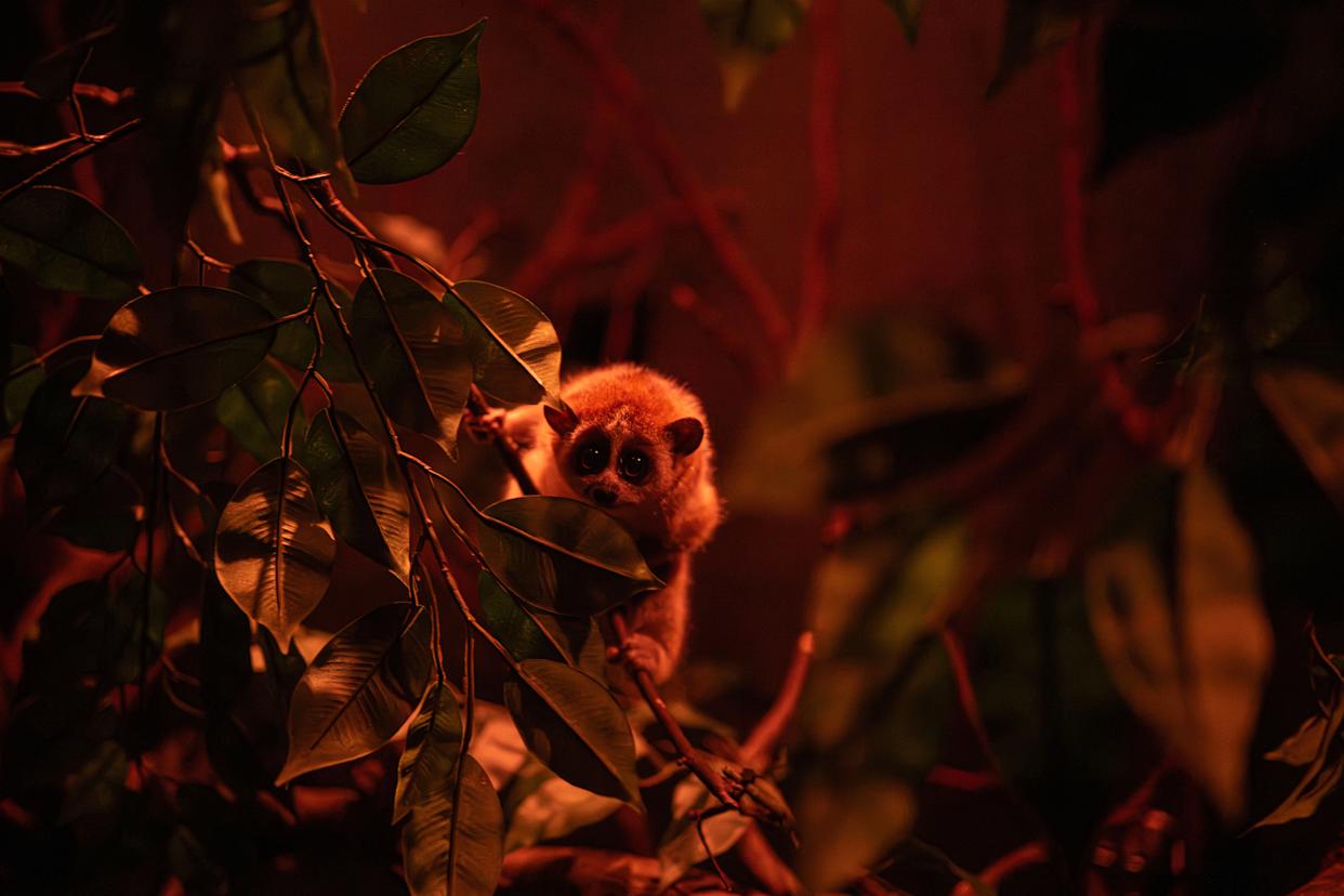 A pygmy slow loris baby at the Bronx Zoo.