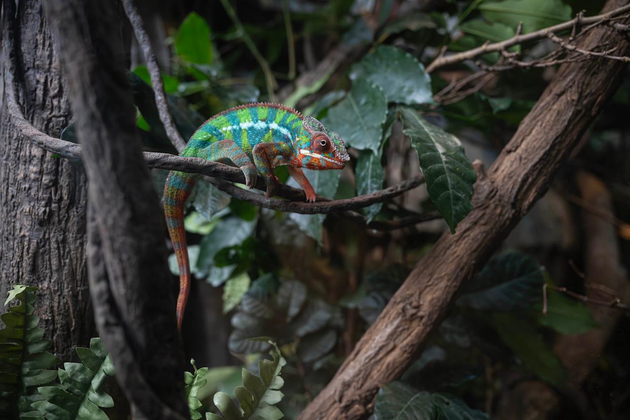 A panther chameleon at the Bronx Zoo.