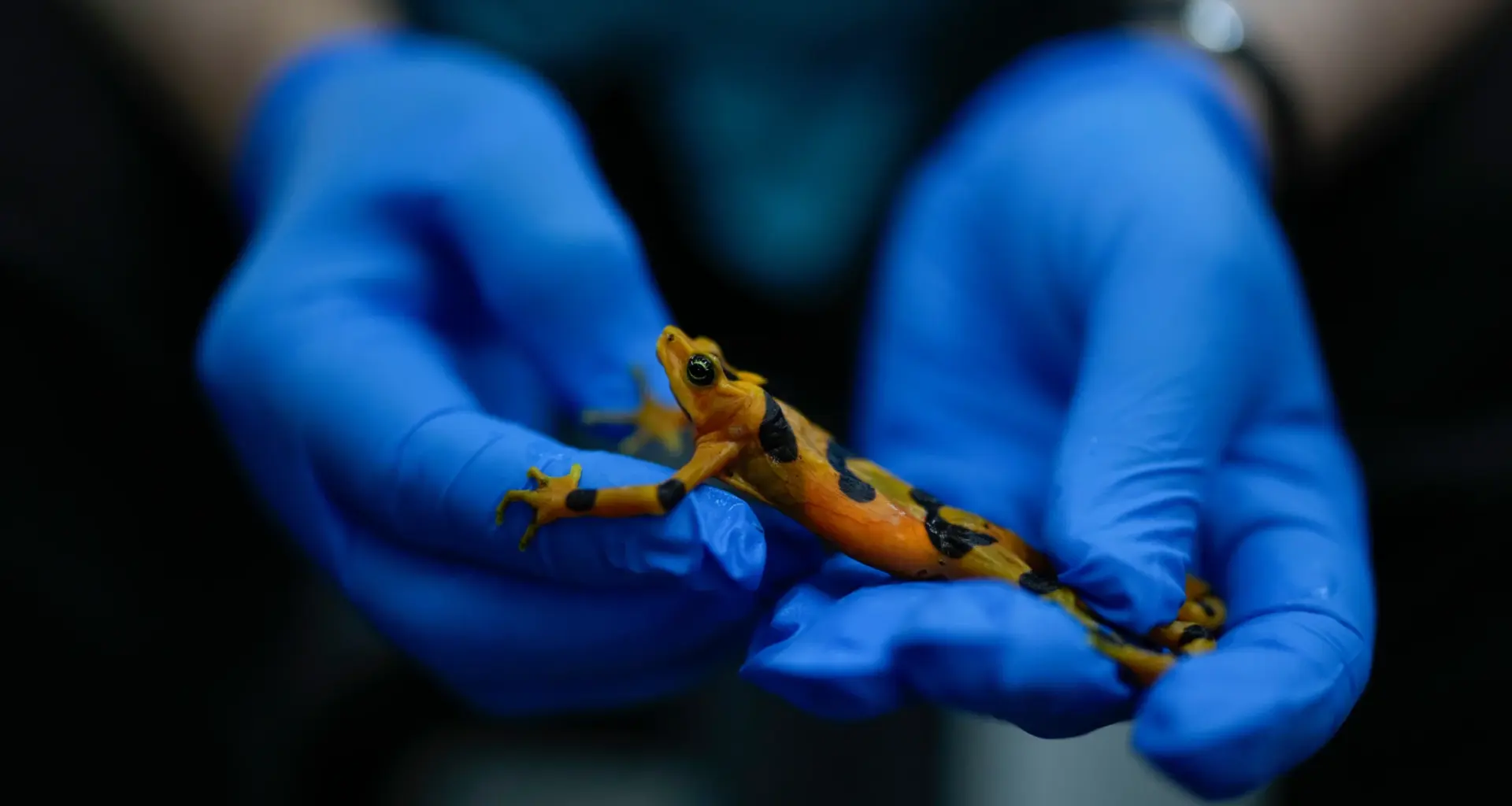 PANAMA — National symbol of Panama now preserved through captive breeding programs: Roberto Ibanez, the director of the Amphibian Rescue and Conservation Project, run by the Smithsonian and financed by the government, holds a golden frog, an endangered species, in Gamboa, Panama, Thursday, April 2, 2026. Photo: Matias Delacroix/AP
