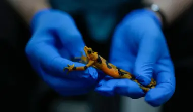 PANAMA — National symbol of Panama now preserved through captive breeding programs: Roberto Ibanez, the director of the Amphibian Rescue and Conservation Project, run by the Smithsonian and financed by the government, holds a golden frog, an endangered species, in Gamboa, Panama, Thursday, April 2, 2026. Photo: Matias Delacroix/AP