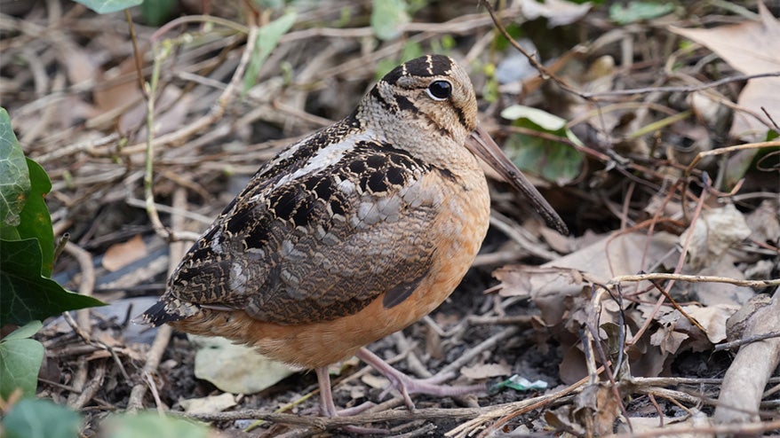 Yahoo lifestyle home