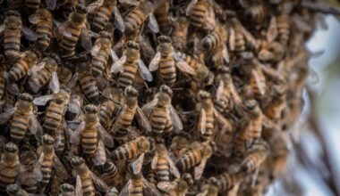 Scientists Found a Truly Massive Bee Population Hiding Under a New York Cemetery