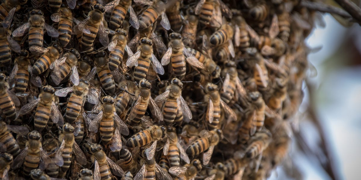 Scientists Found a Truly Massive Bee Population Hiding Under a New York Cemetery