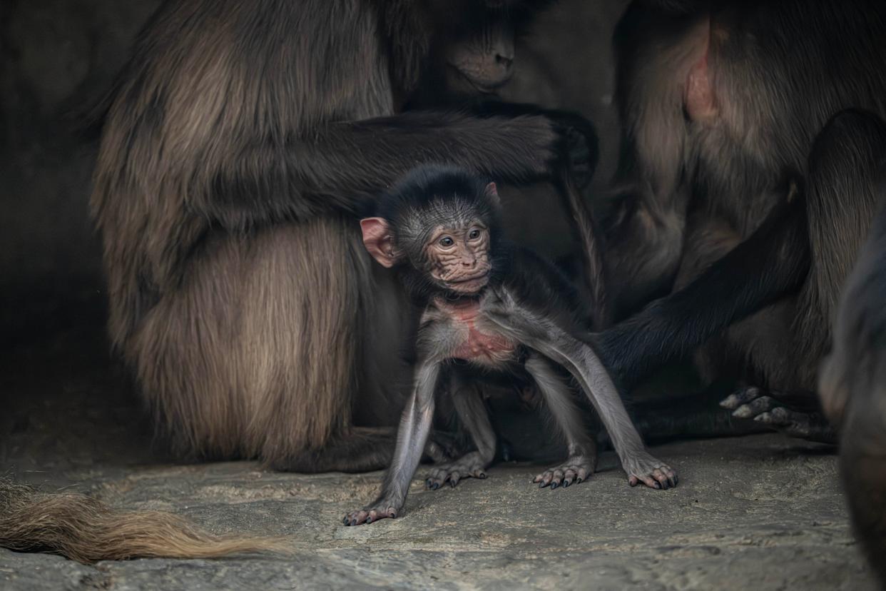 A baby gelada on display at the Bronx Zoo.