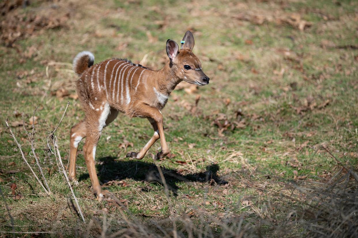 A nyala calf at the Bronx Zoo.