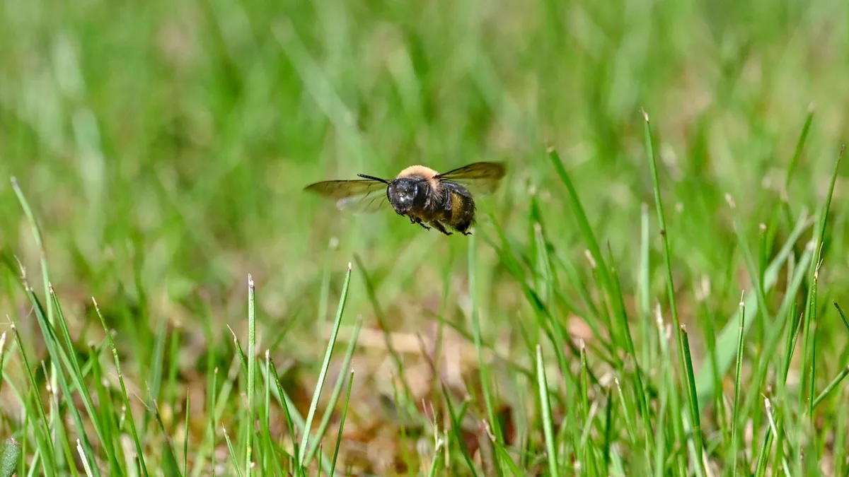 Regular mining bee (Andrena regularis)