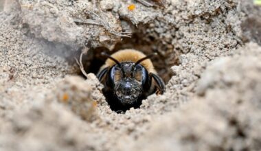 Regular mining bee (Andrena regularis)