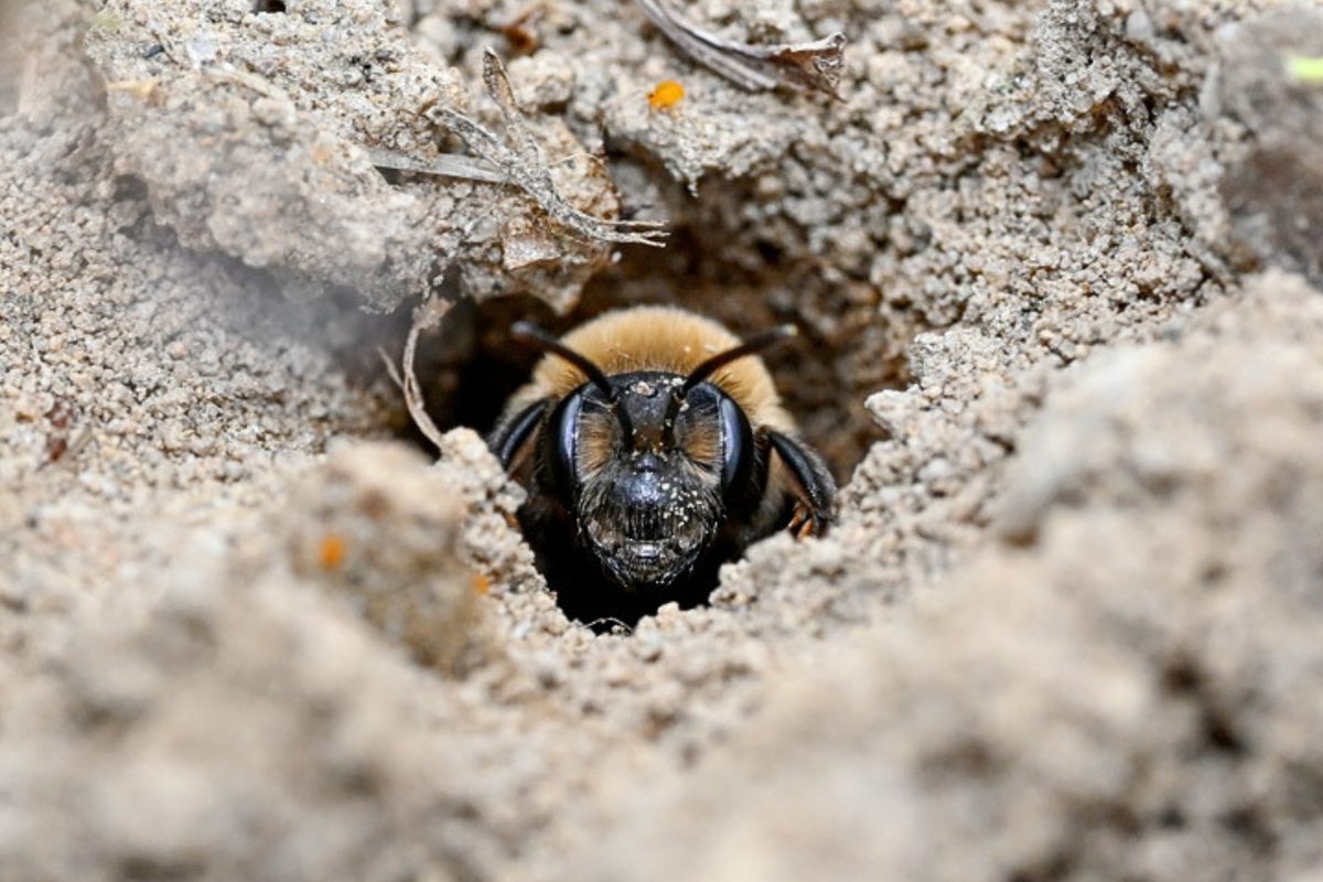 Regular mining bee (Andrena regularis)