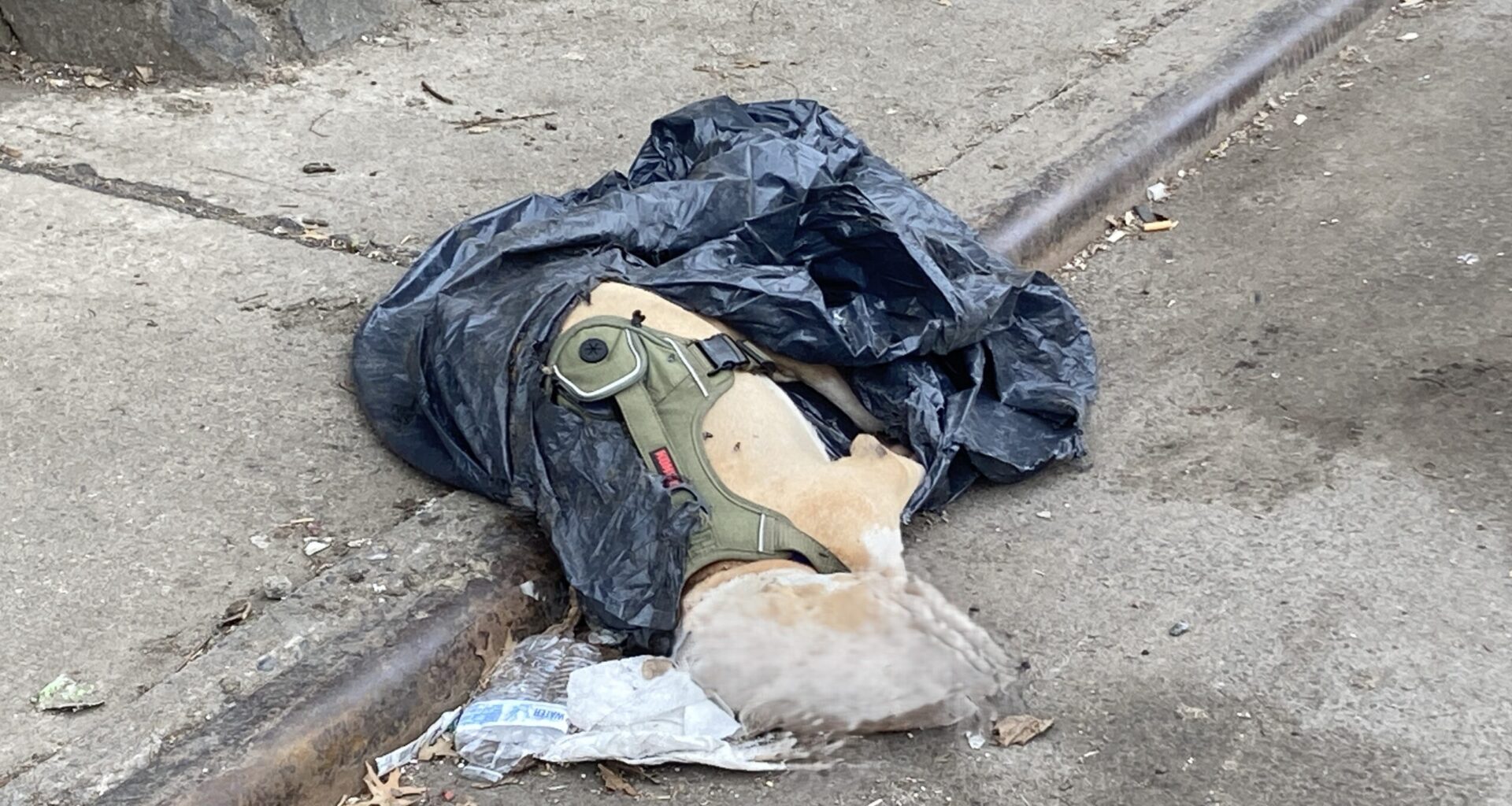 Norwood: Dead Pitbull Found in Trash Bag at Site of Murder of 35-Year-Old Man on Webster Ave