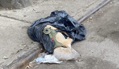 Norwood: Dead Pitbull Found in Trash Bag at Site of Murder of 35-Year-Old Man on Webster Ave