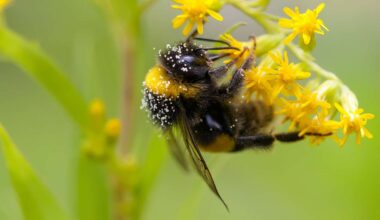 A black and yellow bee on small yellow flowers