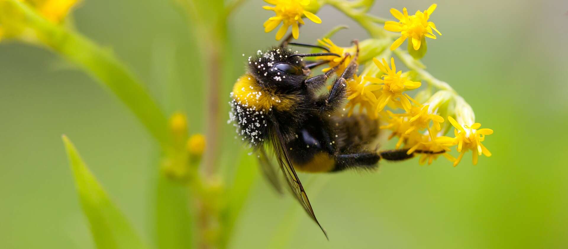 A black and yellow bee on small yellow flowers
