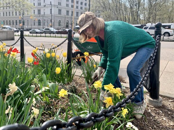 Pat Lucey has been a volunteer gardener in Brooklyn Heights for more than ten years. Photo: Mary Frost/Brooklyn Eagle
