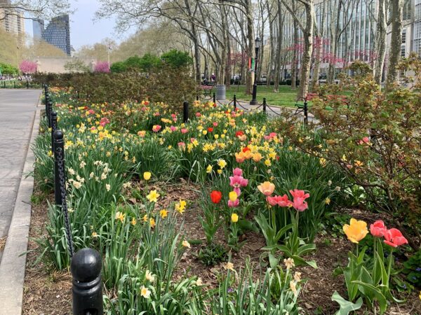 Cadman Plaza Park is in full bloom, thanks to Mother Nature, the NYC Parks Department and dedicated community volunteers. Photo: Mary Frost/Brooklyn Eagle