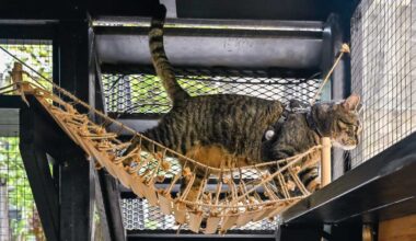 One Brooklyn cat owner’s ‘catio’ reflects growing pet care trend • Brooklyn Paper