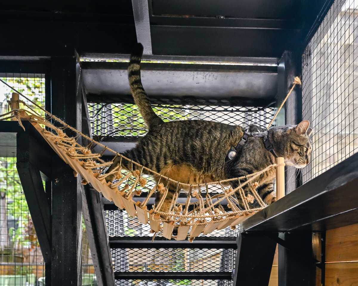 One Brooklyn cat owner’s ‘catio’ reflects growing pet care trend • Brooklyn Paper