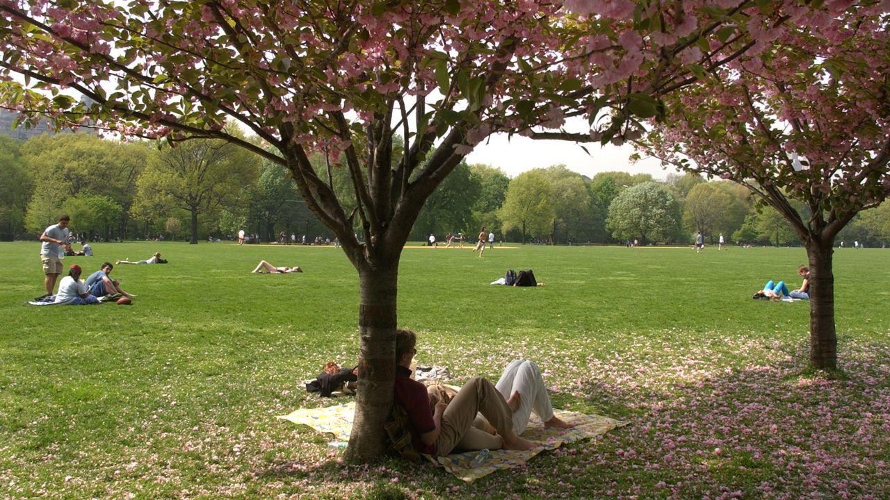 Doctor shares tips for managing allergies in the city
