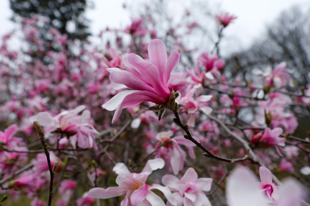 Close up of a magnolia tree shows one bloom with eight petals extended towards the sky with the rest of the pink and white tree out of focus in the background.