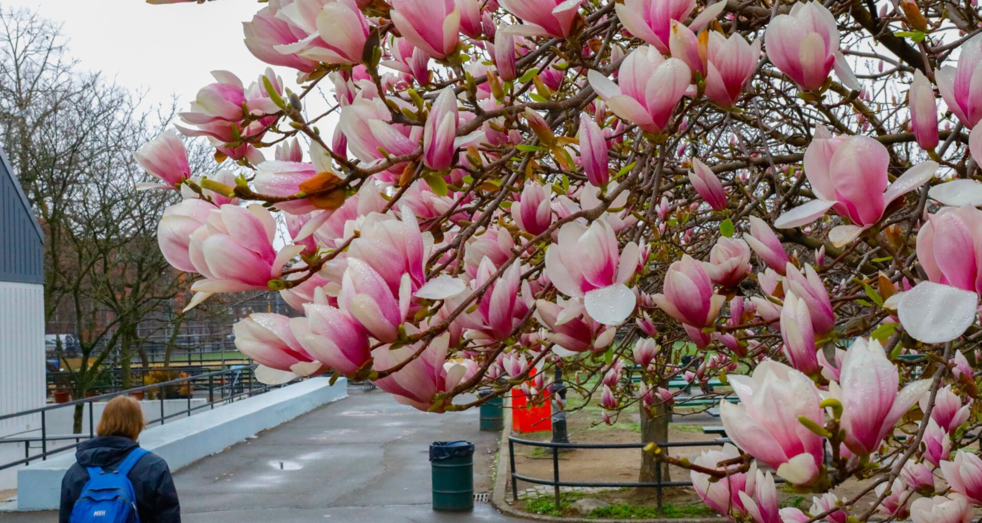 MAP: The Best Spots for Blooms in NYC as Cherries, Magnolias and Crabapples Pop