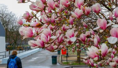 MAP: The Best Spots for Blooms in NYC as Cherries, Magnolias and Crabapples Pop
