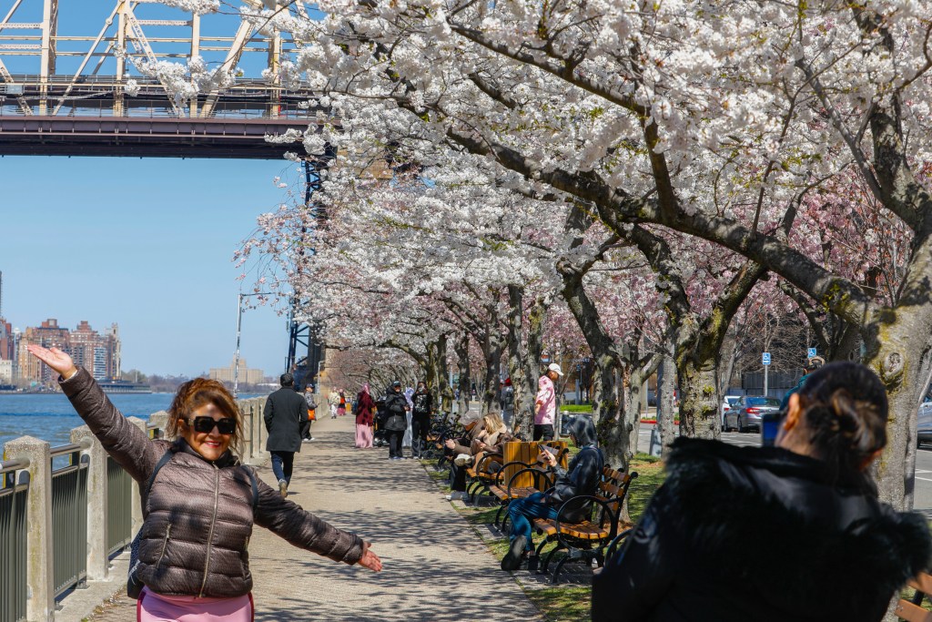 A woman is posing with her hands raised in front of a row of blooming cherry trees on Roosevelt Island.