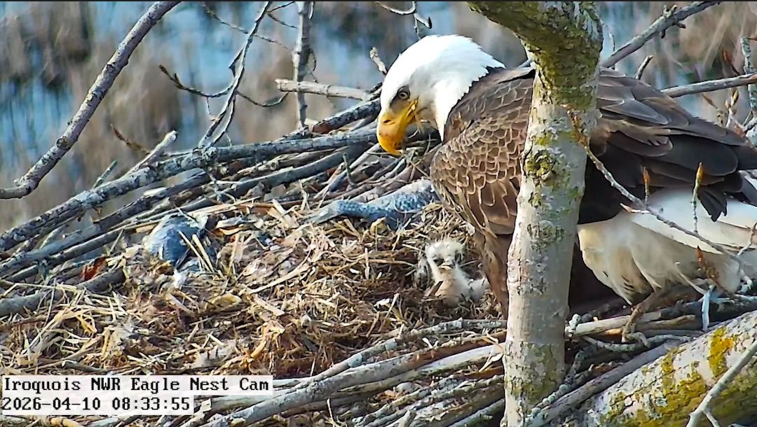 Bald eagle eggs hatch in WNY; 2 of 3 eaglets don't survive