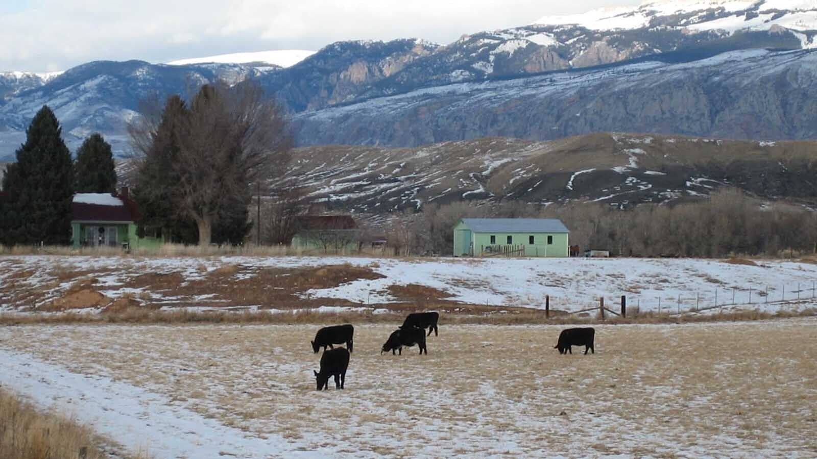 The Whaley family had homesteaded in Shell, Wyoming, in 1890 and all but one of the eight children had raised their own families in Wyoming.
