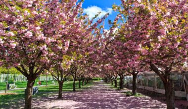 Brooklyn Botanic Garden shakes off the winter blues with blooms and blossoms this spring • Brooklyn Paper
