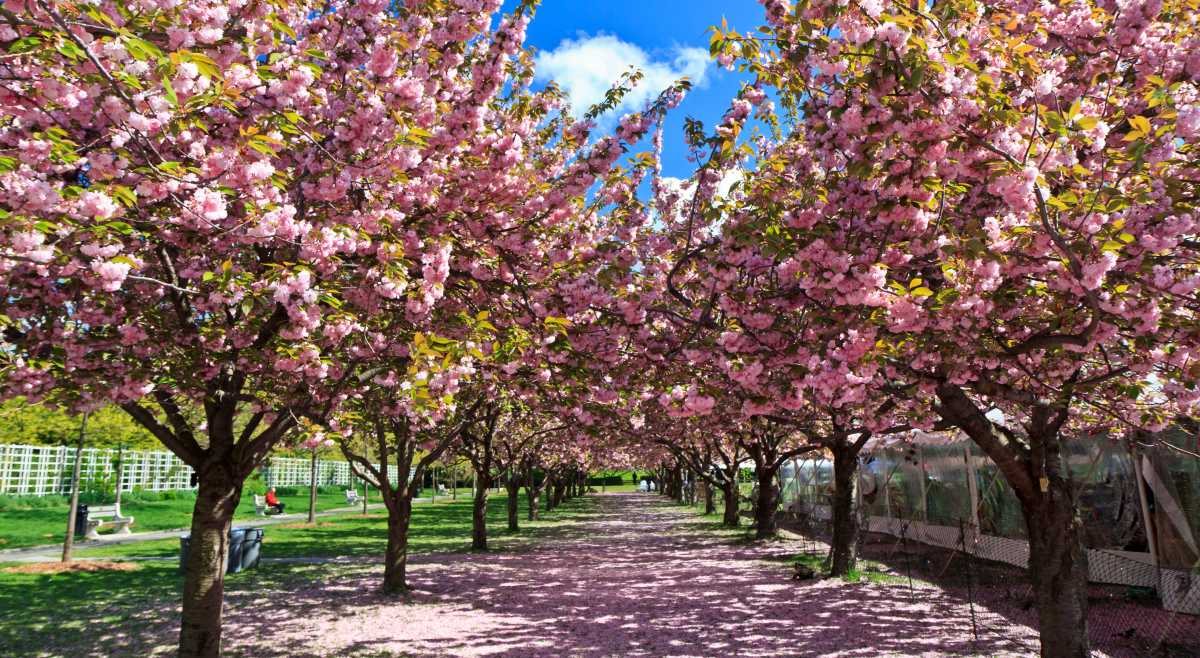 Brooklyn Botanic Garden shakes off the winter blues with blooms and blossoms this spring • Brooklyn Paper