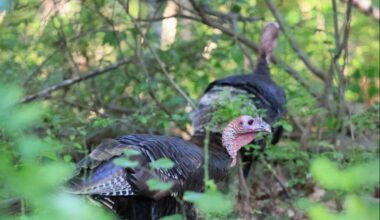 Wild Turkey Loose in NYC for Over a Year: Everything to Know
