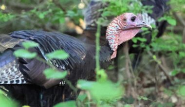 A Wild Turkey Has Been Roaming Manhattan for Over a Year
