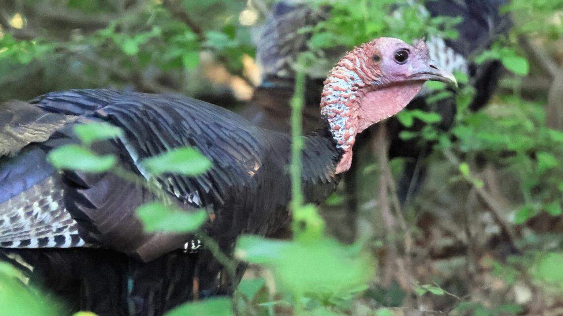 A Wild Turkey Has Been Roaming Manhattan for Over a Year