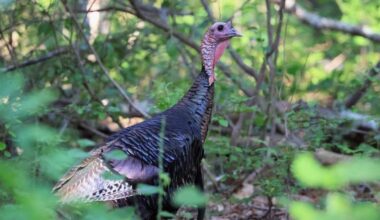 Meet Astoria, the Wild Turkey Who Is Taking Over Manhattan
