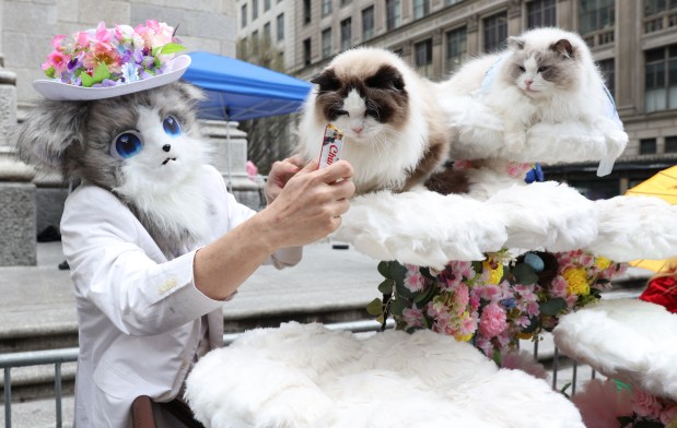 A person feeds cats a treat as they participate in the annual Easter Parade and Bonnet Festival on Fifth Avenue in New York City on April 5, 2026. (Photo by TIMOTHY A. CLARY / AFP via Getty Images)