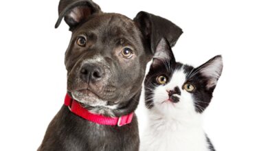 NY tax credit for pets could benefit dog or cat owners up to $450 – NBC New York