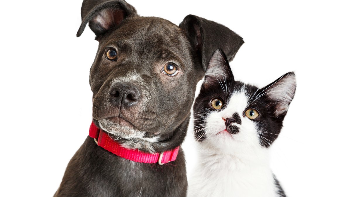 NY tax credit for pets could benefit dog or cat owners up to $450 – NBC New York