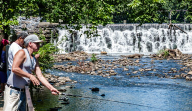 Dams along the Bronx River block the river herring’s path to its preferred spawning location, contributing to the fish’s population decline. Credit: Jeffrey Greenberg/Universal Images Group via Getty Images