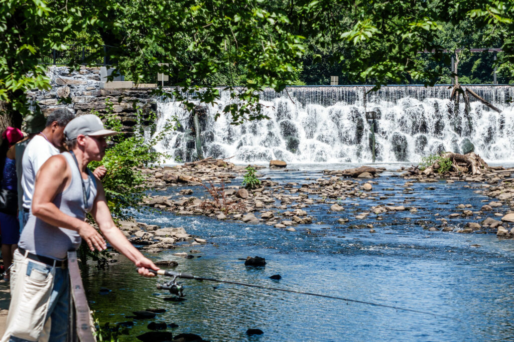 Dams along the Bronx River block the river herring’s path to its preferred spawning location, contributing to the fish’s population decline. Credit: Jeffrey Greenberg/Universal Images Group via Getty Images