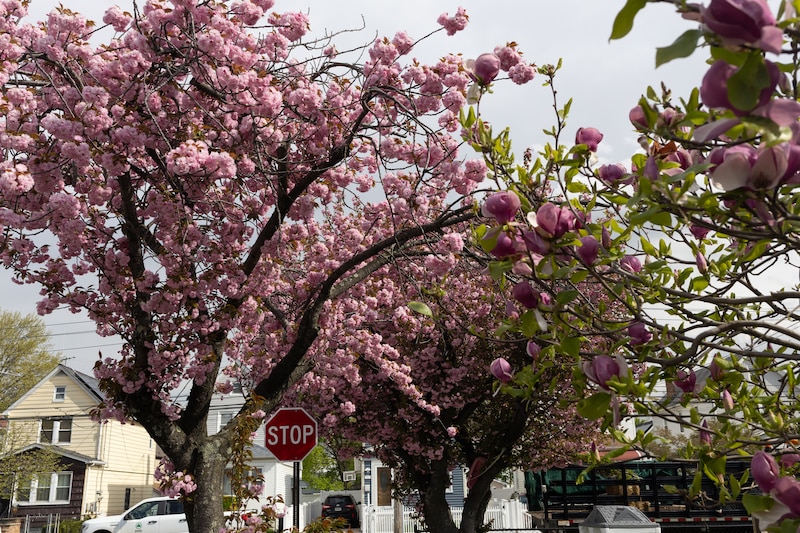 Cherry blossoms bloom in eastern Queens.