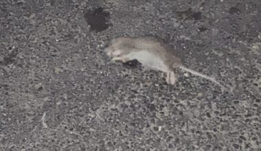 Attorney General Letitia James Takes Action to Halt Illegal Pesticide Sales in The Bronx