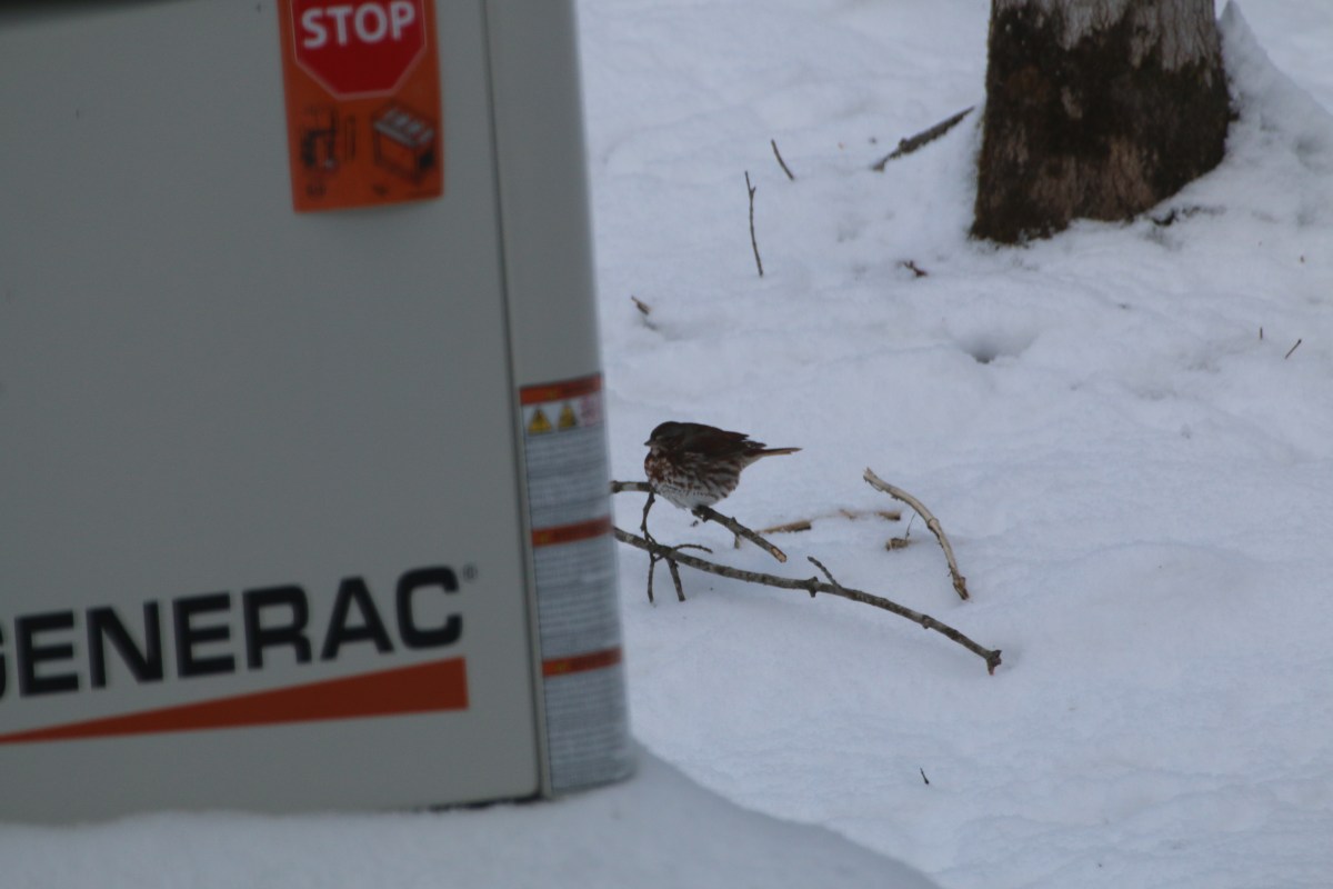 Fox sparrow