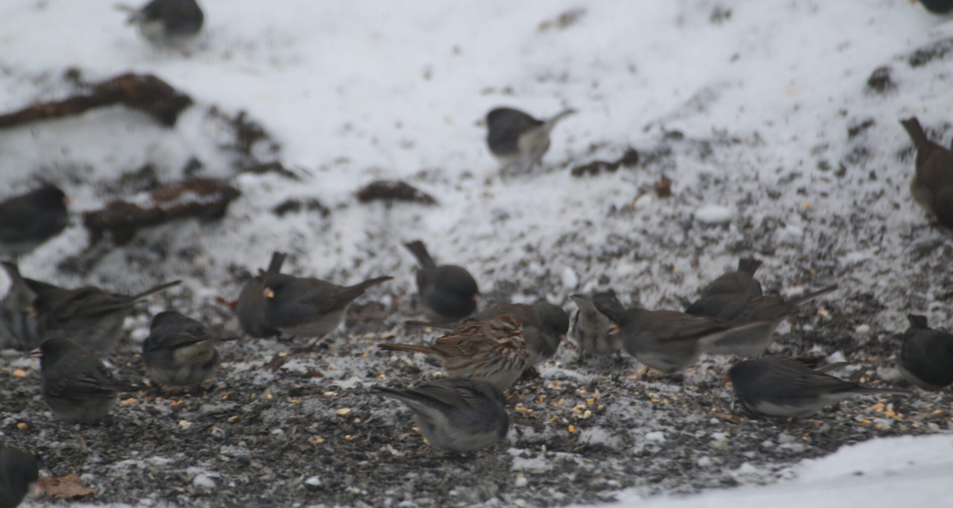 Spring cold impacts birds and New York reports safest hunting season