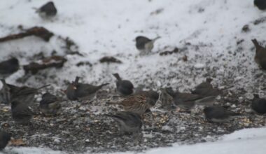 Spring cold impacts birds and New York reports safest hunting season