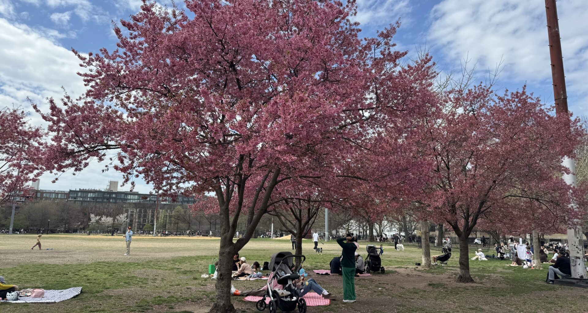 Where to see cherry blossoms this Spring in Brooklyn | Brooklyn Bridge Parents